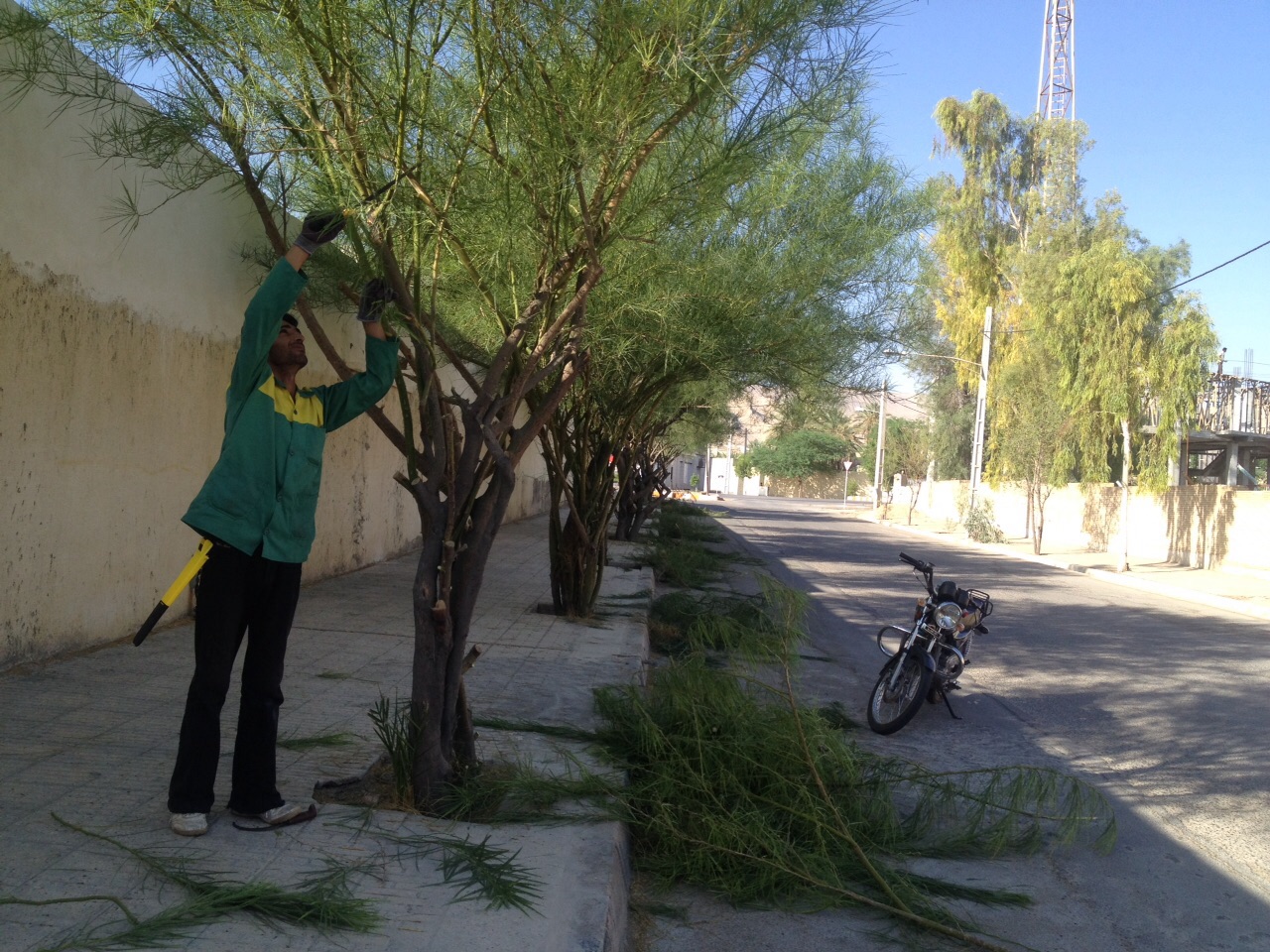 هرس کردن درختان سطح شهر توسط شهرداری